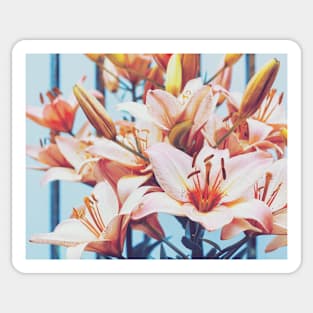 Pink lilies in the garden Sticker